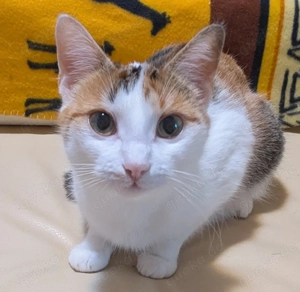 Liebevolle 1 jährige Hauskatze mit ihren 3 Kitten sucht ein wunderschönes neues Zuhause 