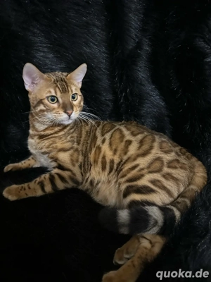 Bengalkater Bruno 5 Monate alt, Golden Spotted Tabby mit Stammbaum