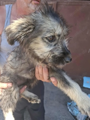 Ivy, Mischlingswelpe-Grau, Hündin 7 Monate aus Bosnien sucht dringend ein Zuhause