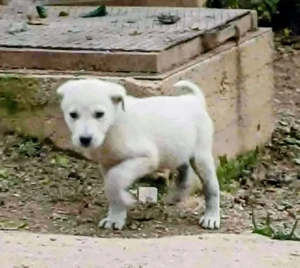 Yuki, Mischlingswelpe, Welpe, Rüde, Weiß aus Bosnien ca.3 Monate alt sucht seine Familie fürs Leben