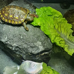 0.0.5 Rhinoclemmys pulcherima manni 