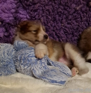 Collie Langhaar-Welpen 