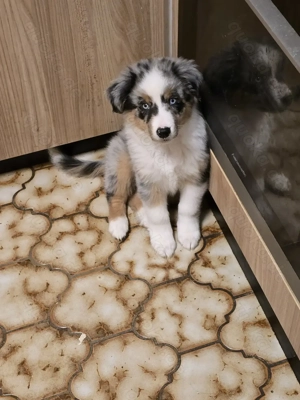 Border Colie Australien Shepard Welpen  Bild 5