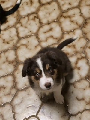Border Colie Australien Shepard Welpen  Bild 2