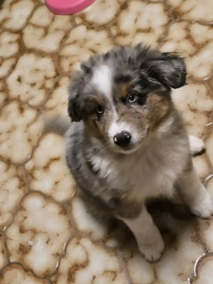 Border Colie Australien Shepard Welpen  Bild 6