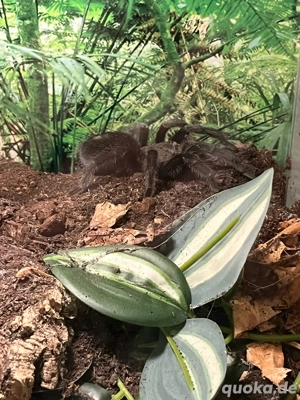 Grammostola pulchra Weibchen