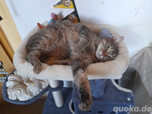 katze zu verkaufen 