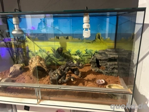 Terrarium 120x60x60 Bild 2