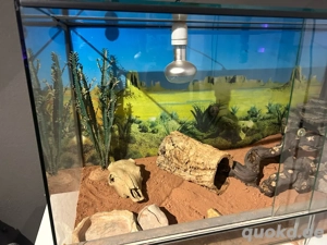 Terrarium 120x60x60 Bild 3