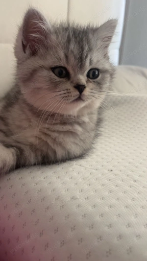  Verspielter Kater BKH