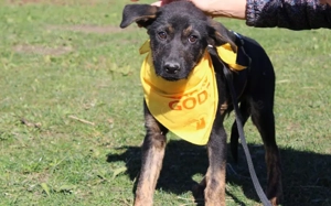 Zarte Seele Rusty sucht seine Menschen