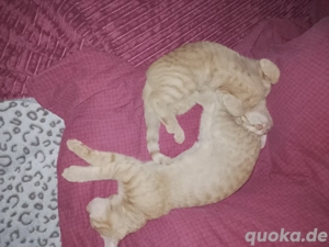 Drei Kater abzugeben