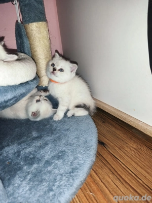 1 Reinrassiges BKH Kitten  Mädchen