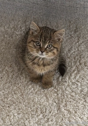 Reinrassig Britisch Kurzhaar katzen 