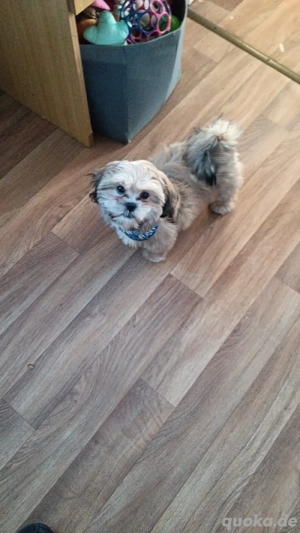 Shih-tzu Welpe  Mädchen