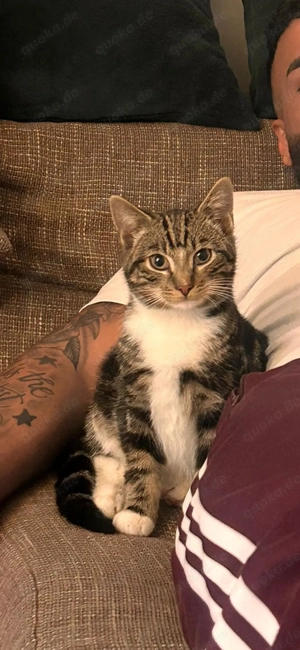 Verschmuster junger Kater 