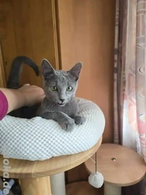 Russisch Blau mit Stammbaum M. Kitten, Eltern 8 Tests 