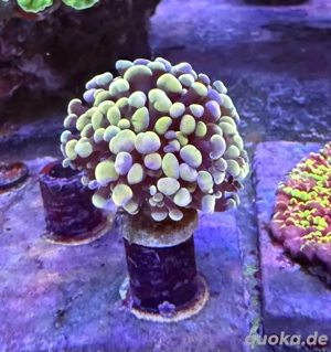 Euphyllia Paraancora Golden Nugget