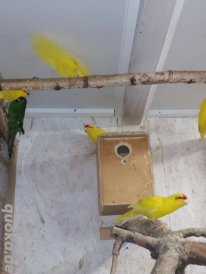 Ziegensittiche  Bild 2