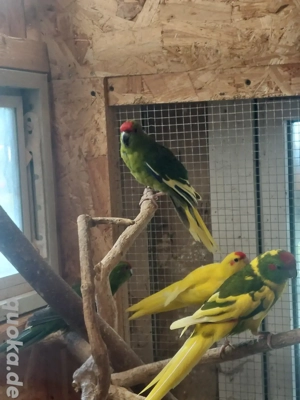 Ziegensittiche  Bild 4