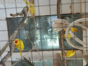 Ziegensittiche  Bild 3