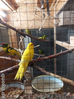 Ziegensittiche  Bild 5