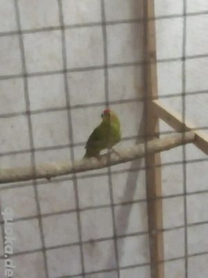 Ziegensittiche abzugeben 