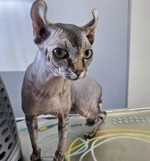 Deckkater Canarian Sphynx Elf