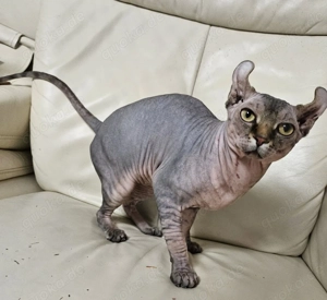 Deckkater Sphynx Elf