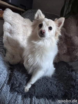 zwergspitz pomaranian