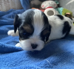 Cavalier Welpe