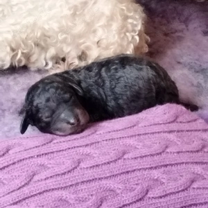 Königspudel Pudel Welpen Großpudel 