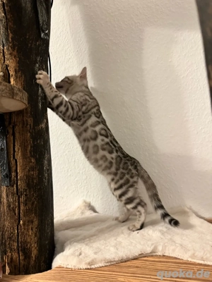 3 Süße reinrassige Bengal Kitten Silver 