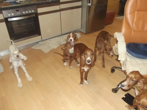 Irish- Englich - Setterwelpen Bild 6