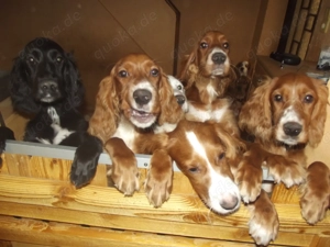 Irish- Englich - Setterwelpen