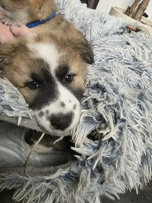 Rasselbande sucht neue Familien 