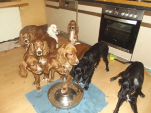 Irish- Englich - Setterwelpen Bild 7