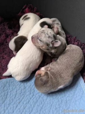 Superniedliche Chihuahua-Welpen suchen ein liebevolles Zuhause. 