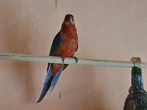 Stanleysittich männlich