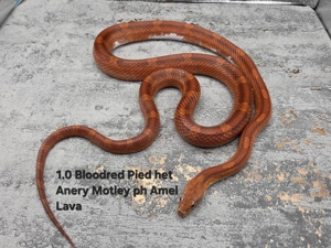 Kornnatter aus hübscher Farbzucht 