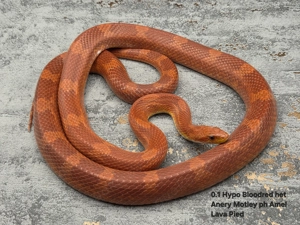 Kornnatter aus hübscher Farbzucht 