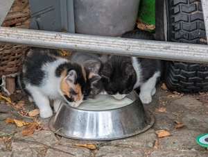 Kätzchen Kitten Katze zu verschenken Abzugeben in 96166 Pettstadt bei Kirchlauter