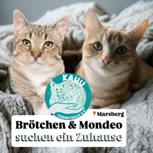 Brötchen & Mondeo