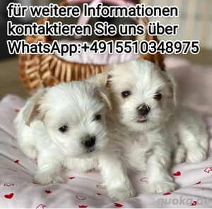 Malteser Welpen ,reinrassig, liebevoll aufgezogen