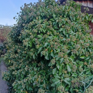 Efeu und Kirschlorbeer zum selbst abschneiden 