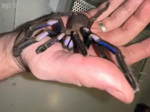 Vogelspinnen Chilobrachys natanicharum