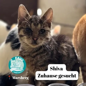 Shiva sucht ein Zuhause