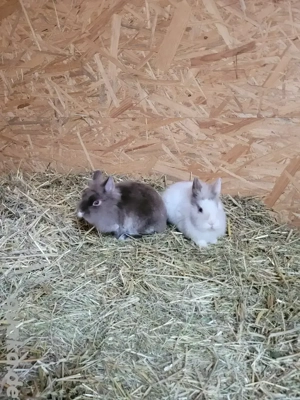 2 kleine Satin-Löwenköpfchen 13 Wochen alt 