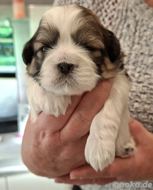 shih tzu welpen 
