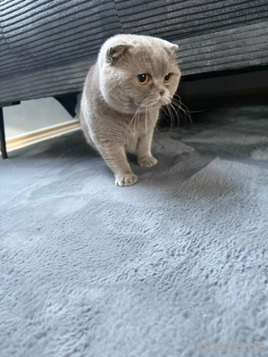 Schmuse Bkh Kater sucht neues zuhause 